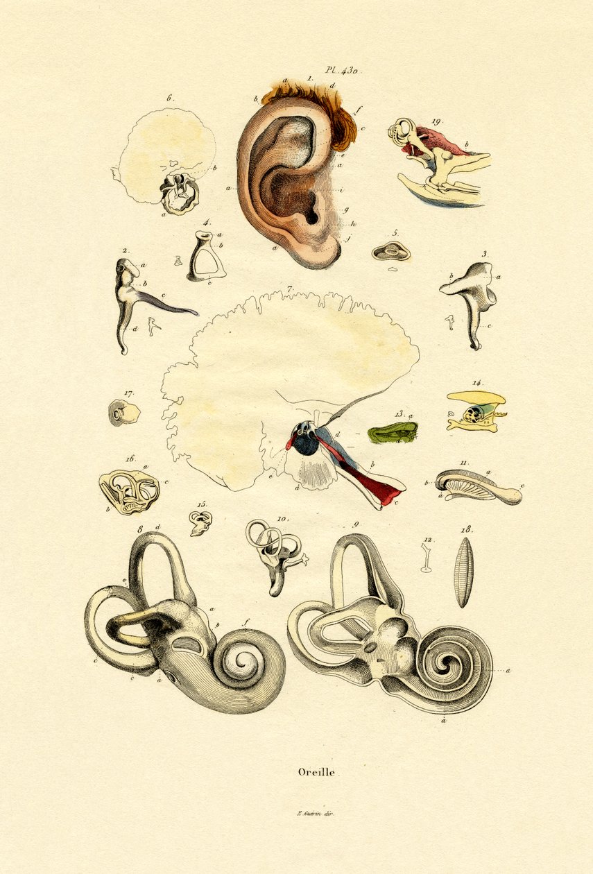 Ucho, 1833-39 autorstwa French School