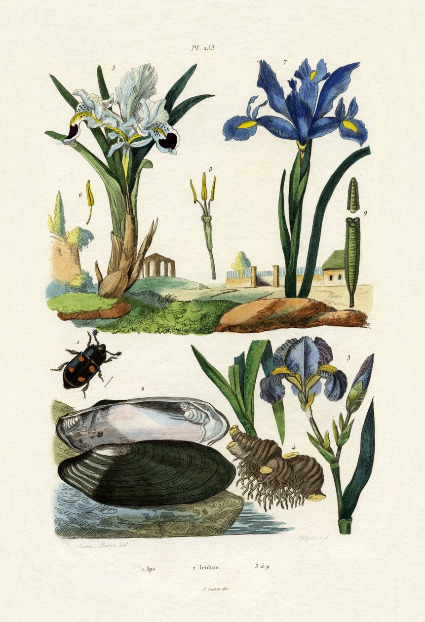Grawer Beetle, 1833-39 autorstwa French School