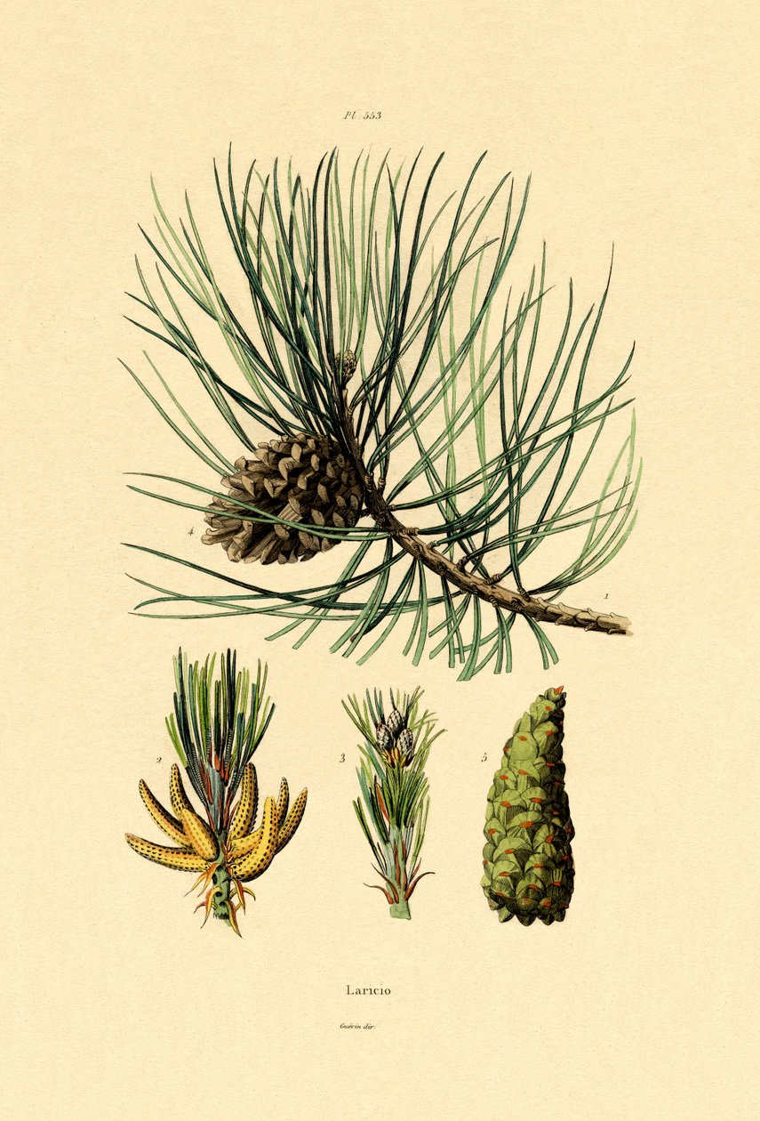 Sosna czarna europejska, 1833-39 autorstwa French School