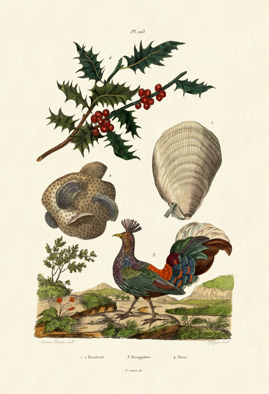 Ostrokrzew Europejski, 1833-39 autorstwa French School