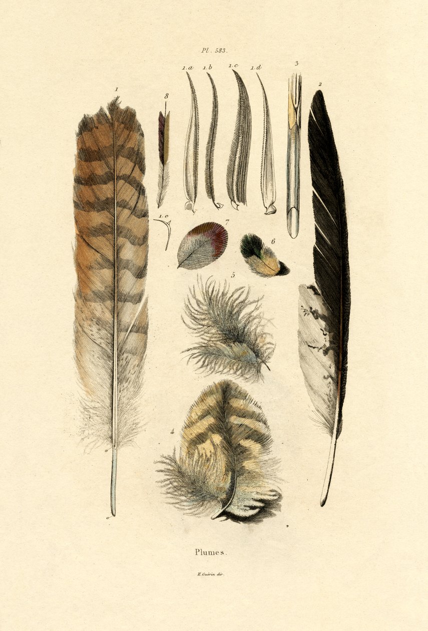 Pióra, 1833-39 autorstwa French School