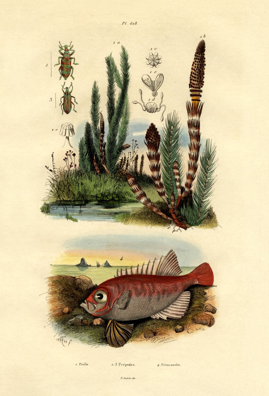 Skrzyp polny, 1833-39 autorstwa French School
