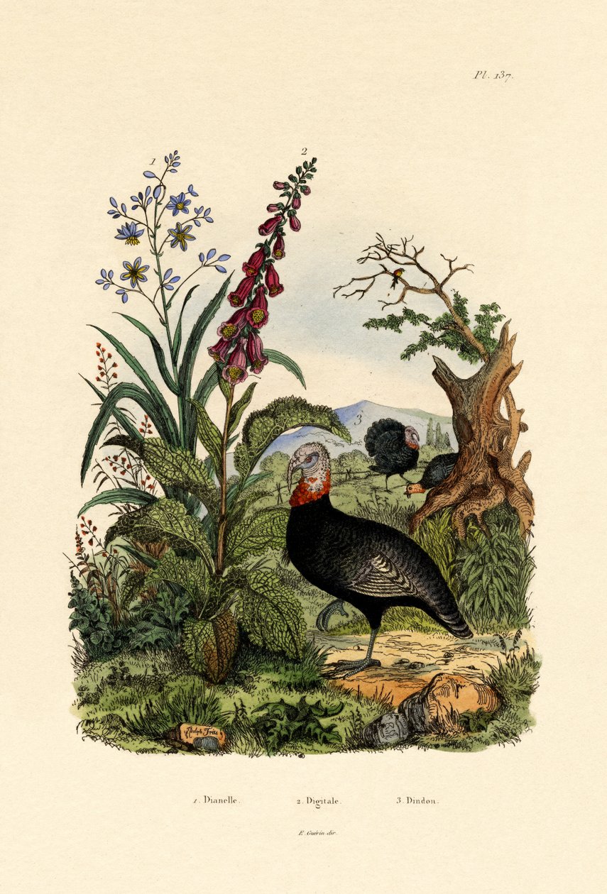 Lilia lniana, 1833-39 autorstwa French School
