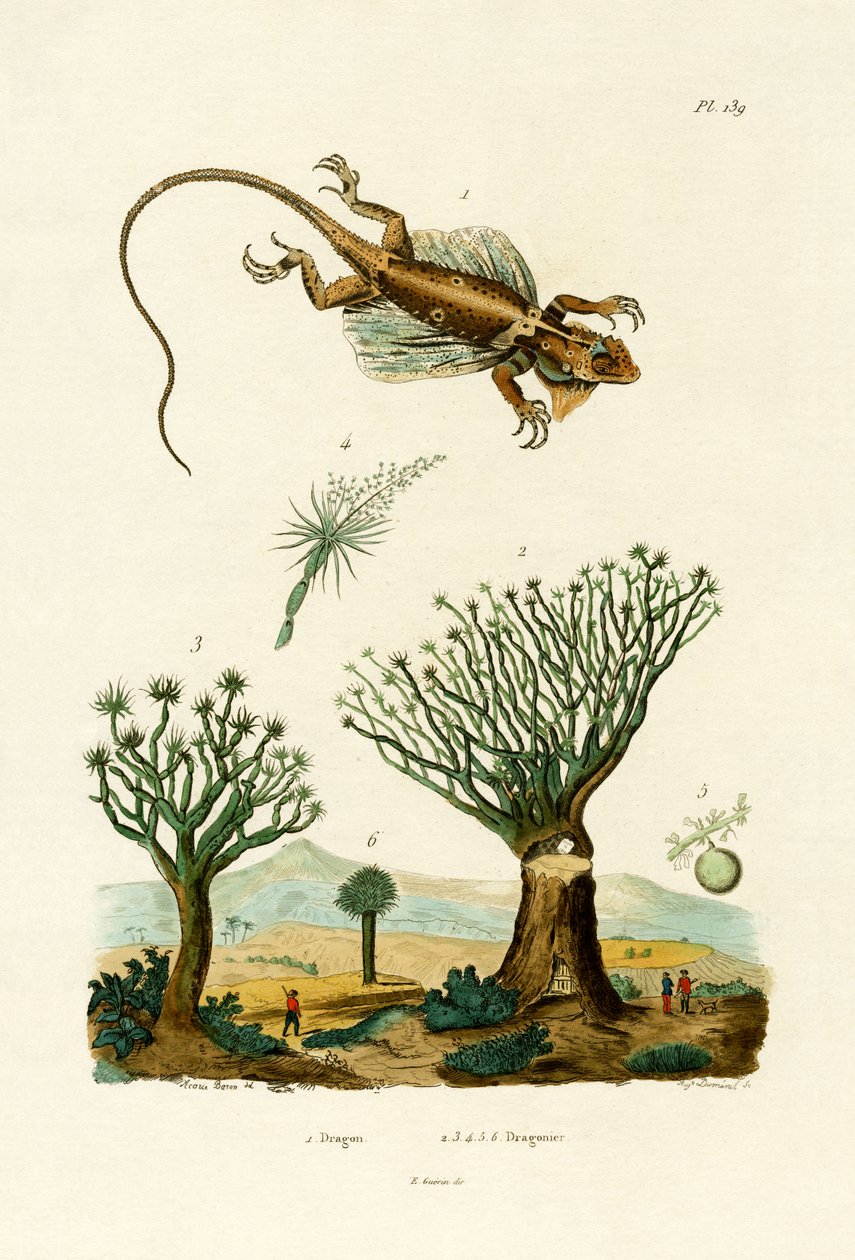 Latający smok, 1833-39 autorstwa French School