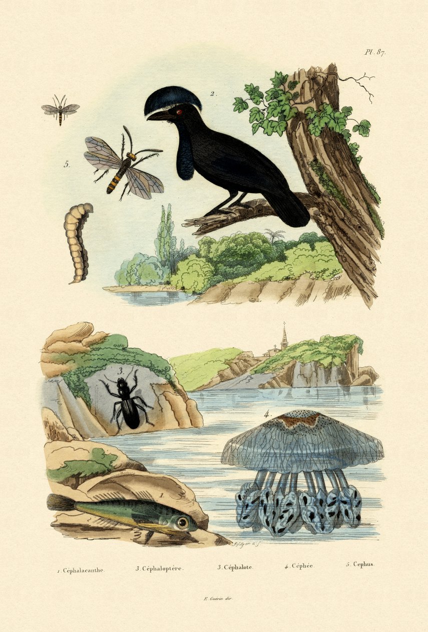Latający Gurnard, 1833-39 autorstwa French School
