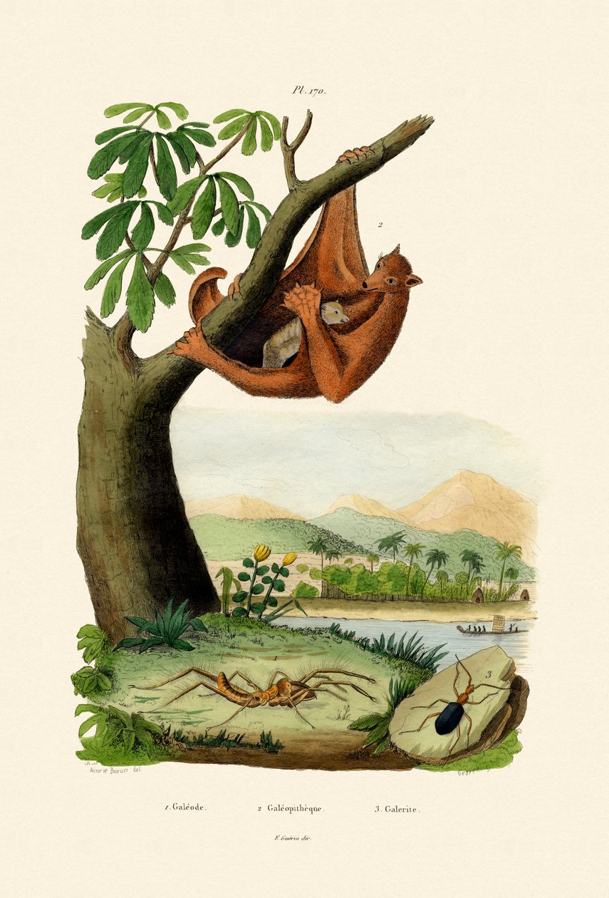 Latający lemur, 1833-39 autorstwa French School