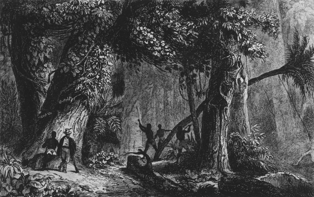 Otwarcie lasu z „Bresil, Colombie at Guyanese”, Ferdinand Denis i Cesar Famin 1839 autorstwa French School