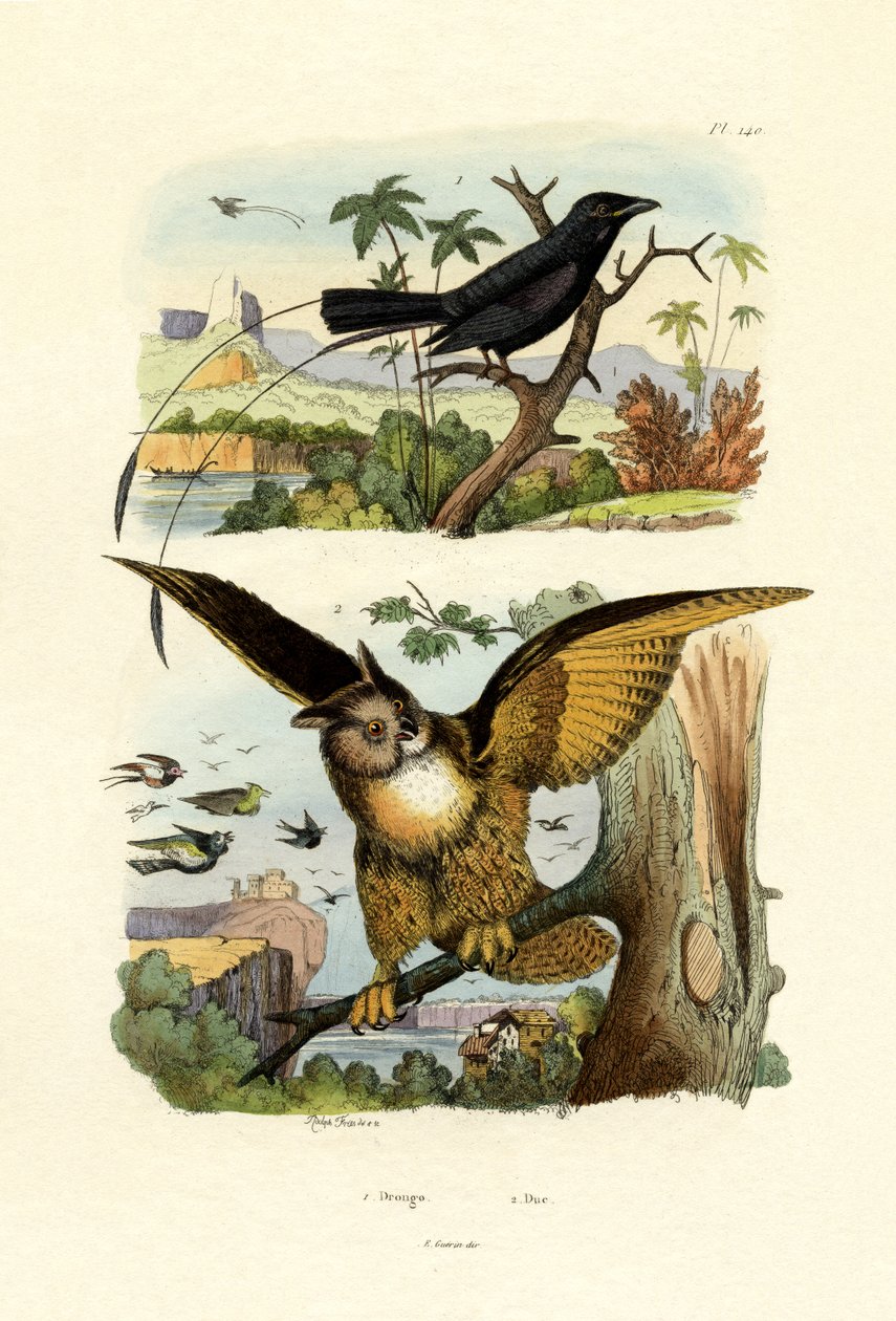Drongo z widłowym ogonem, 1833-39 autorstwa French School