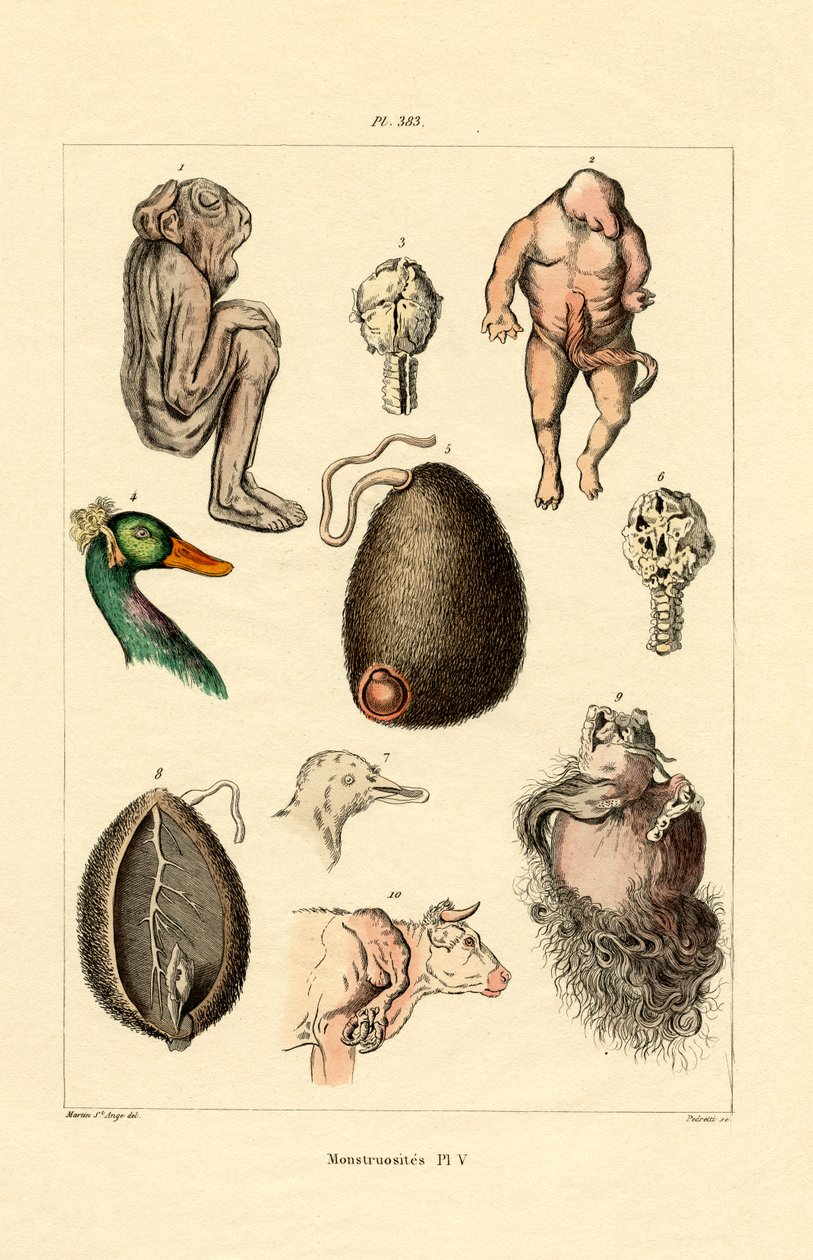 Wybryk, 1833-39 autorstwa French School