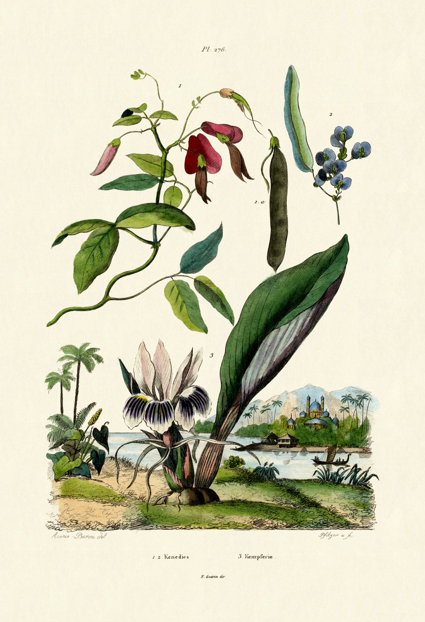 Galangal, 1833-39 autorstwa French School