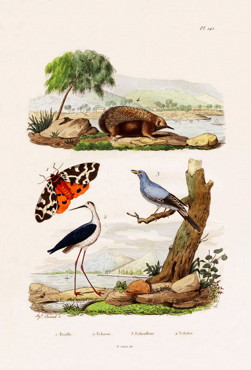 Tygrys Ogrodowy, 1833-39 autorstwa French School