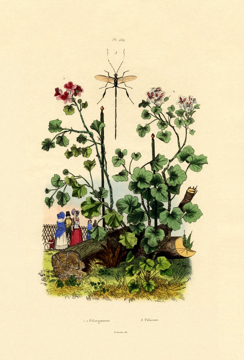 Geranium, 1833-39 autorstwa French School