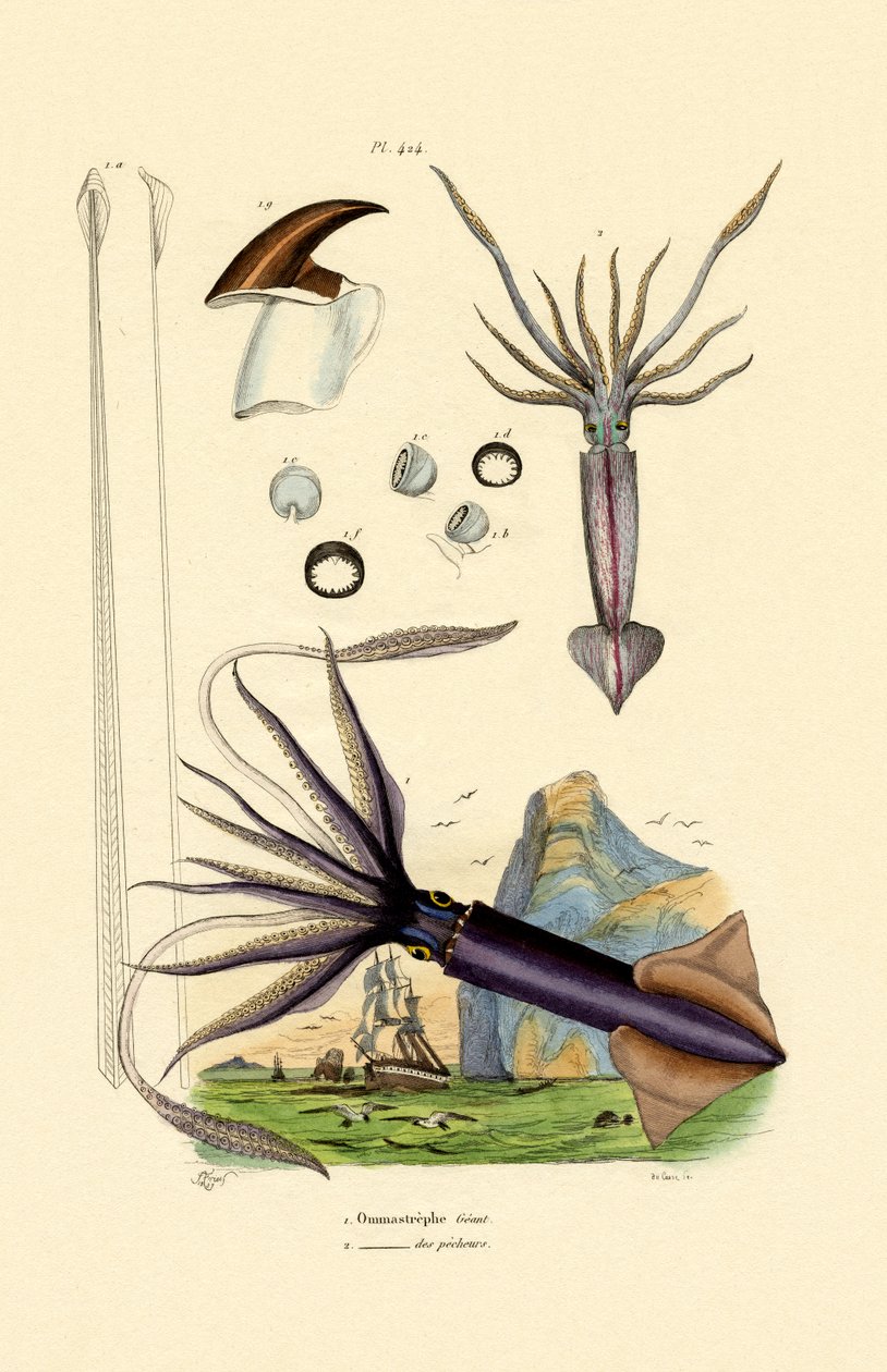 Kałamarnica olbrzymia, 1833-39 autorstwa French School