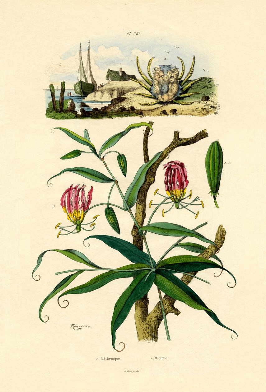 Lilia Gloriosa, 1833-39 autorstwa French School