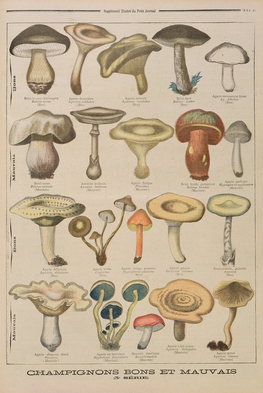 Dobre i złe grzyby, ilustracja z ilustrowanego dodatku Le Petit Journal, 26 października 1896 r. autorstwa French School