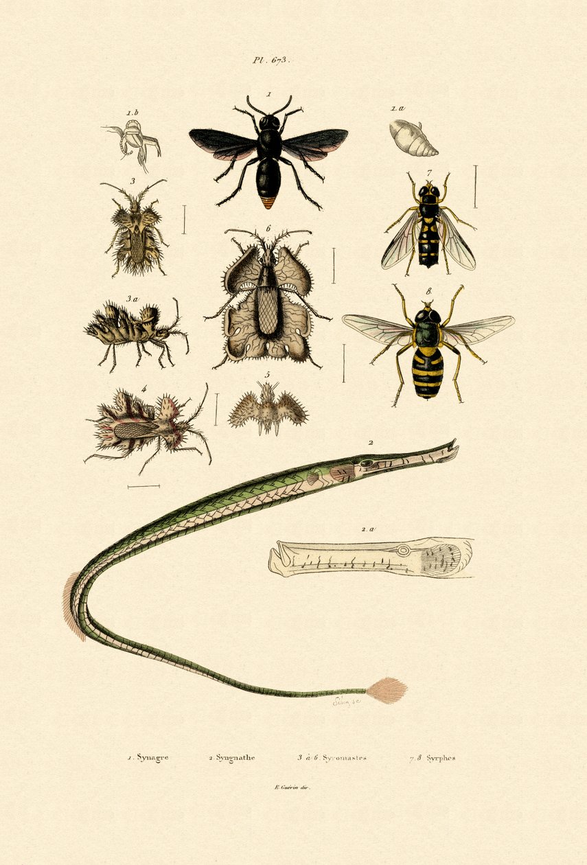 Wielka Iglicznia, 1833-39 autorstwa French School