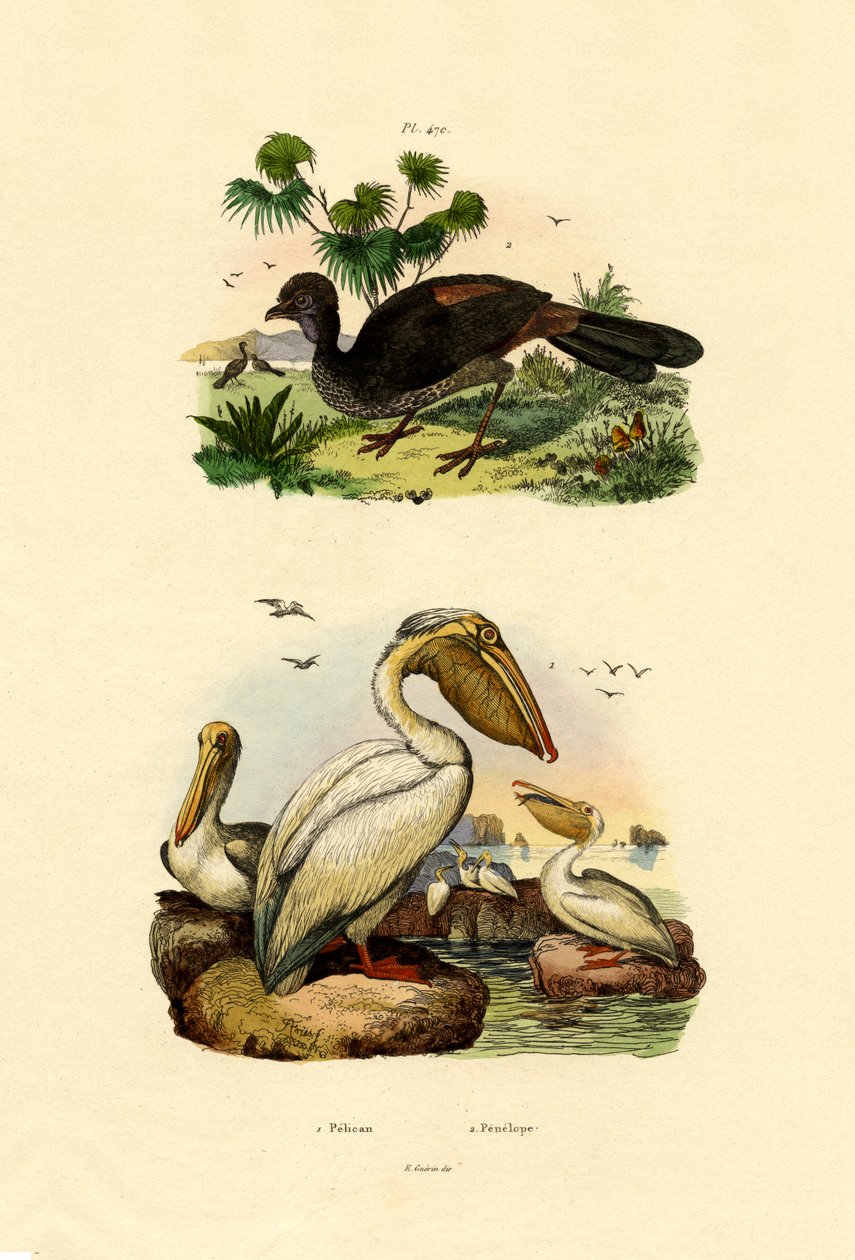 Wielki biały pelikan, 1833-39 autorstwa French School