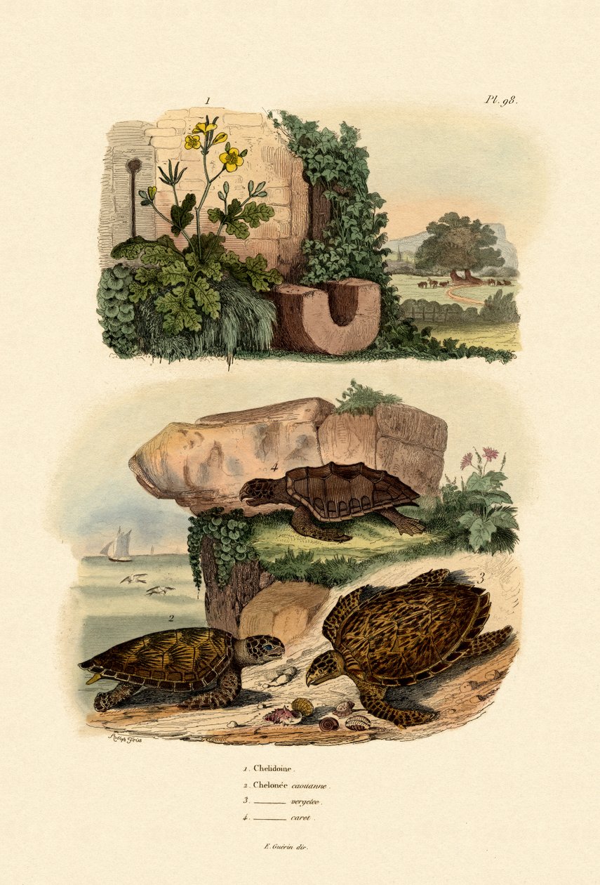 Glistnik Wielki, 1833-39 autorstwa French School