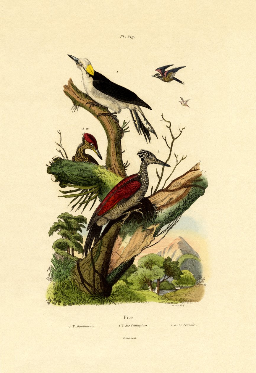 Większy Flameback, 1833-39 autorstwa French School