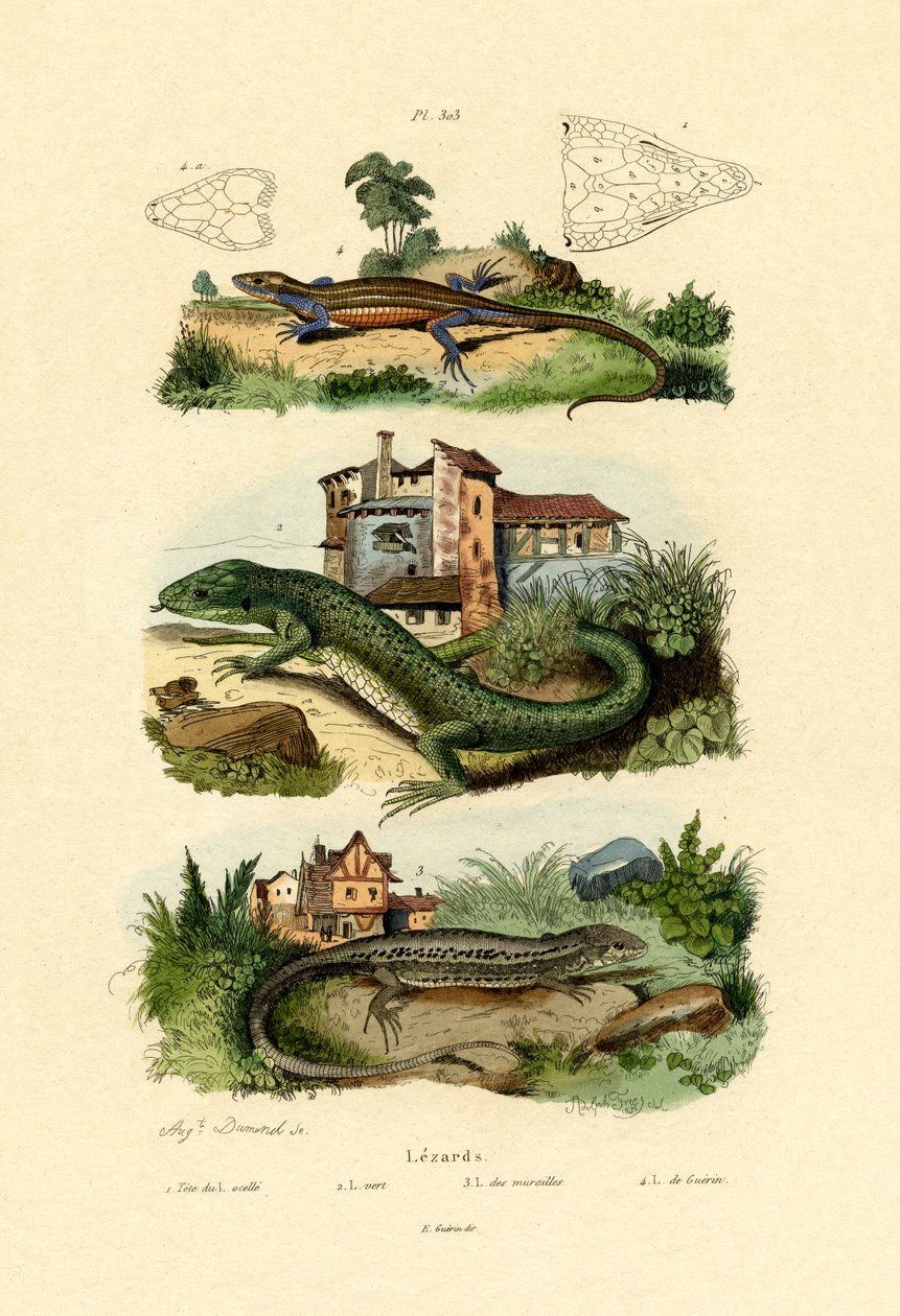 Zielona Jaszczurka, 1833-39 autorstwa French School