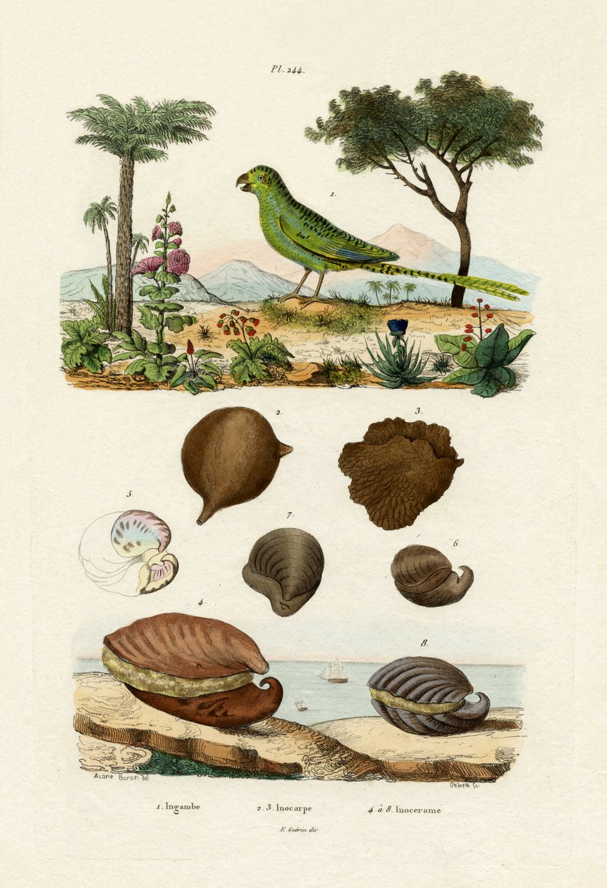 Papuga mielona, 1833-39 autorstwa French School