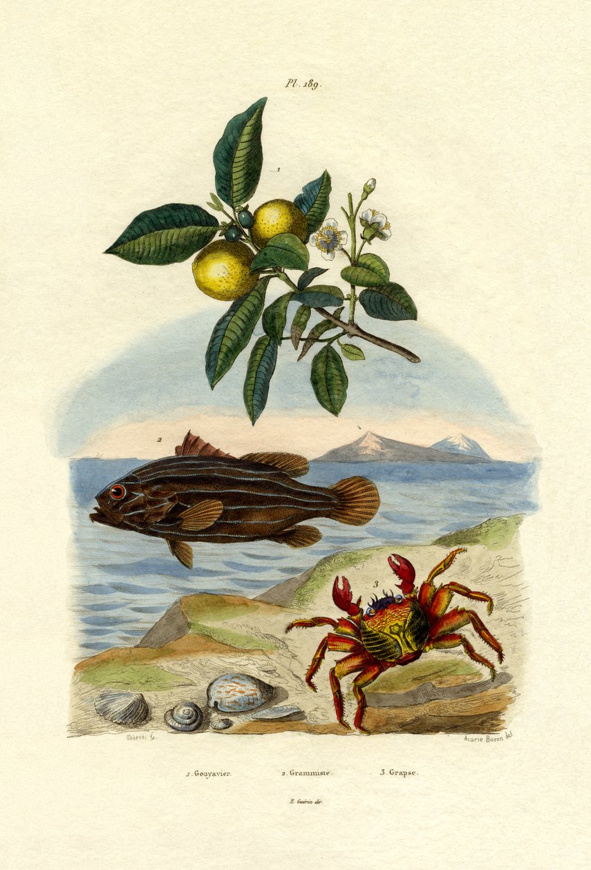 Guawa, 1833-39 autorstwa French School