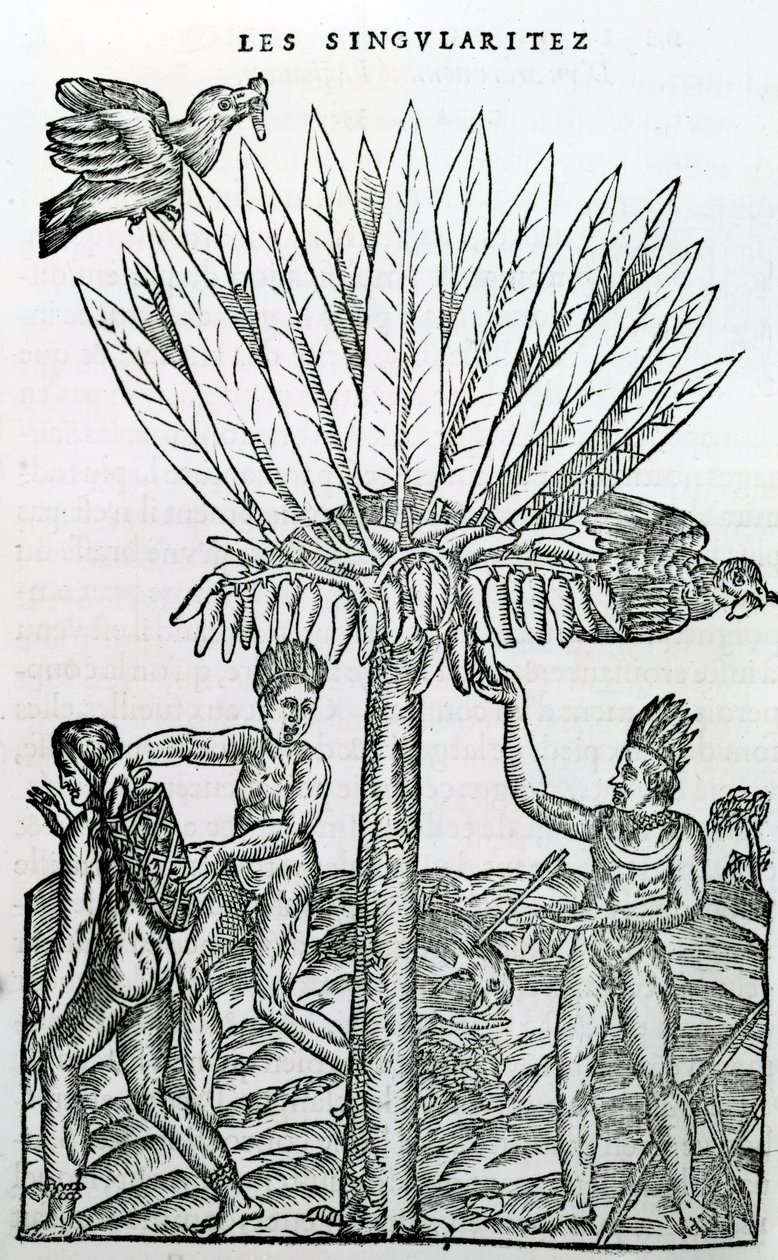 Żniwo, ilustracja z Singularities of France Antarctique, Andre de Thevet, 1558 autorstwa French School