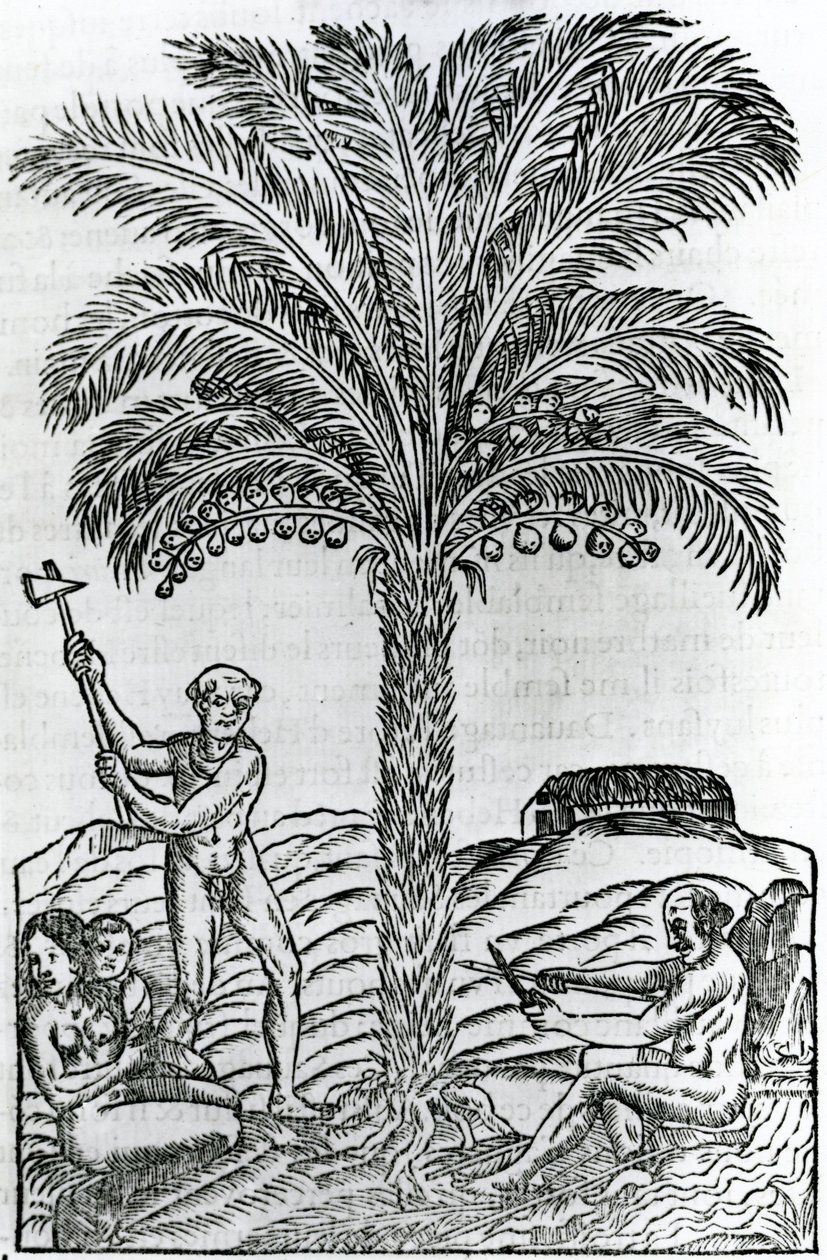 Żniwo, ilustracja z Singularities of France Antarctique, Andre de Thevet, 1558 autorstwa French School