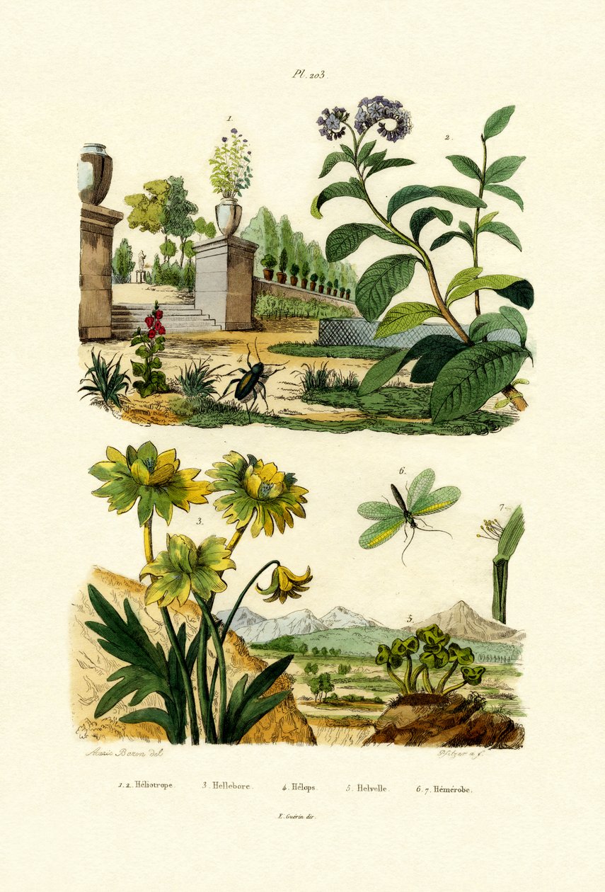 Heliotrop, 1833-39 autorstwa French School