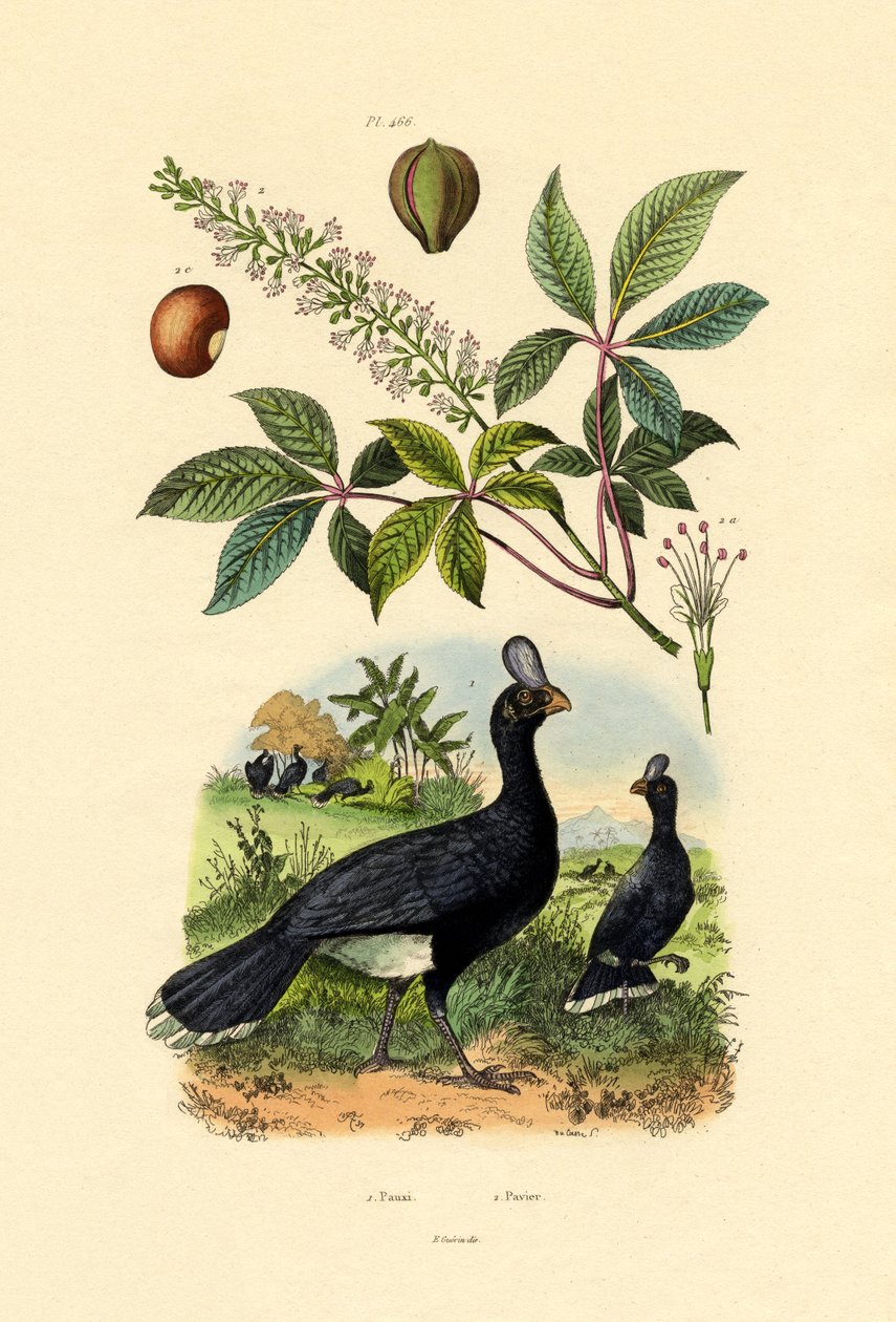 Curassow w hełmach, 1833-39 autorstwa French School