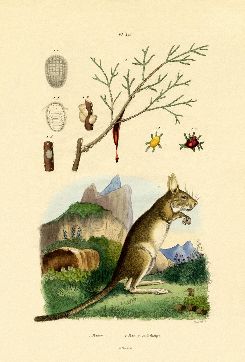 Spadzi, 1833-39 autorstwa French School