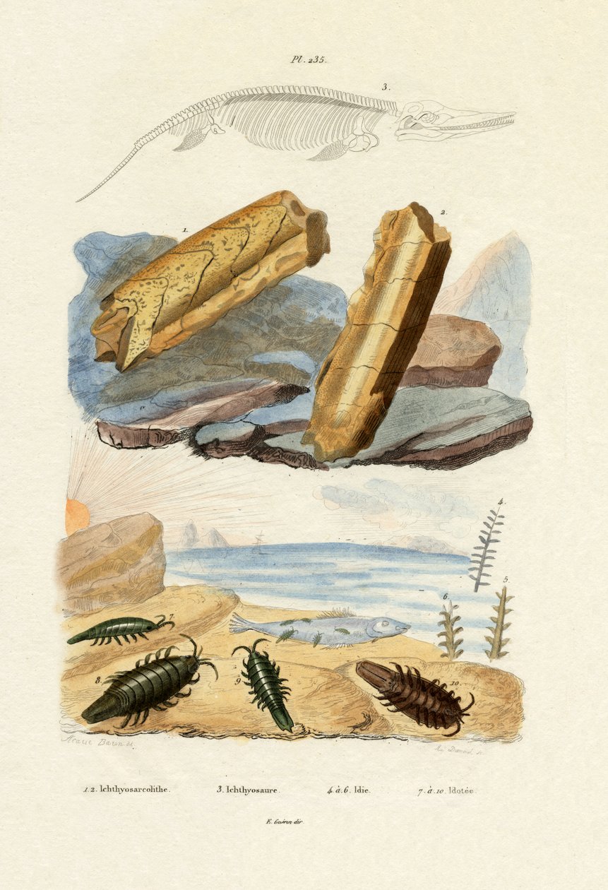 Ichtiozaur, 1833-39 autorstwa French School