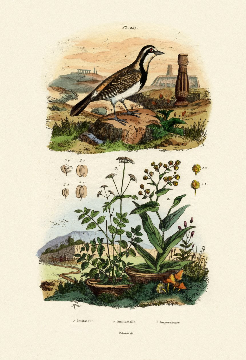 Imitator Krogulec, 1833-39 autorstwa French School
