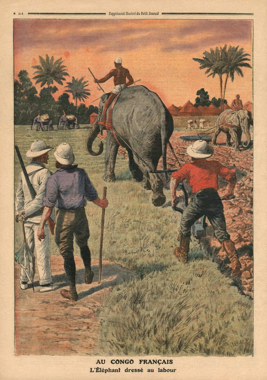 W Kongo Francuskim słoń tresowany do orki, ilustracja z „Le Petit Journal”, dodatek illustre, 15 stycznia 1911 autorstwa French School