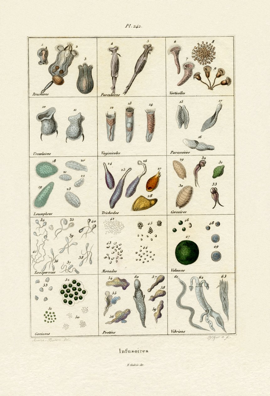 Infusoria, 1833-39 autorstwa French School