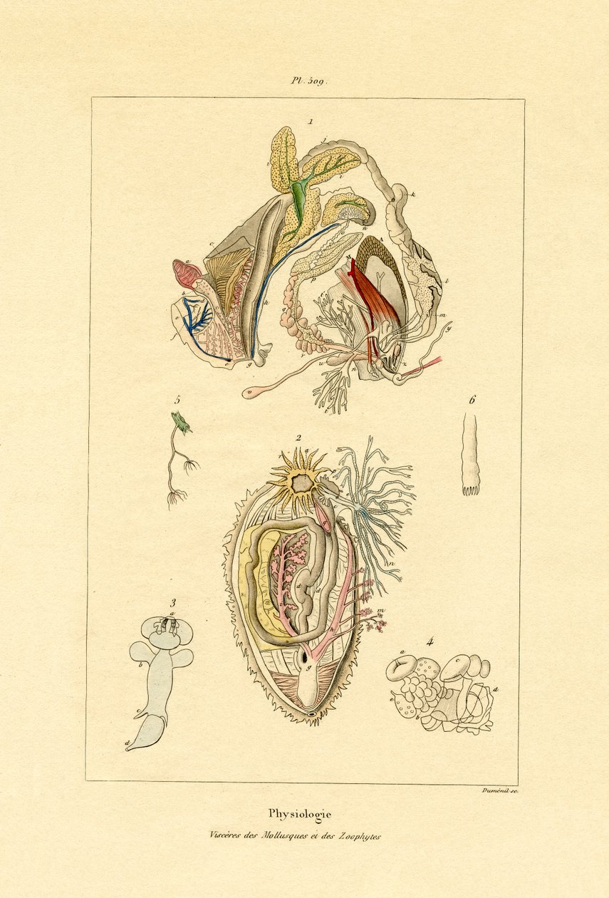 Jelita, 1833-39 autorstwa French School