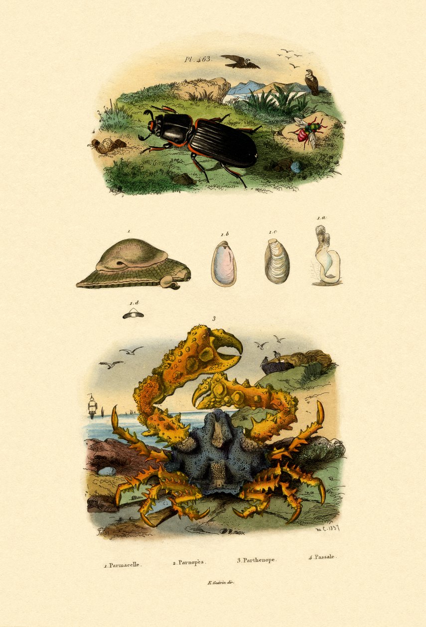 Osa klejnotowa, 1833-39 autorstwa French School