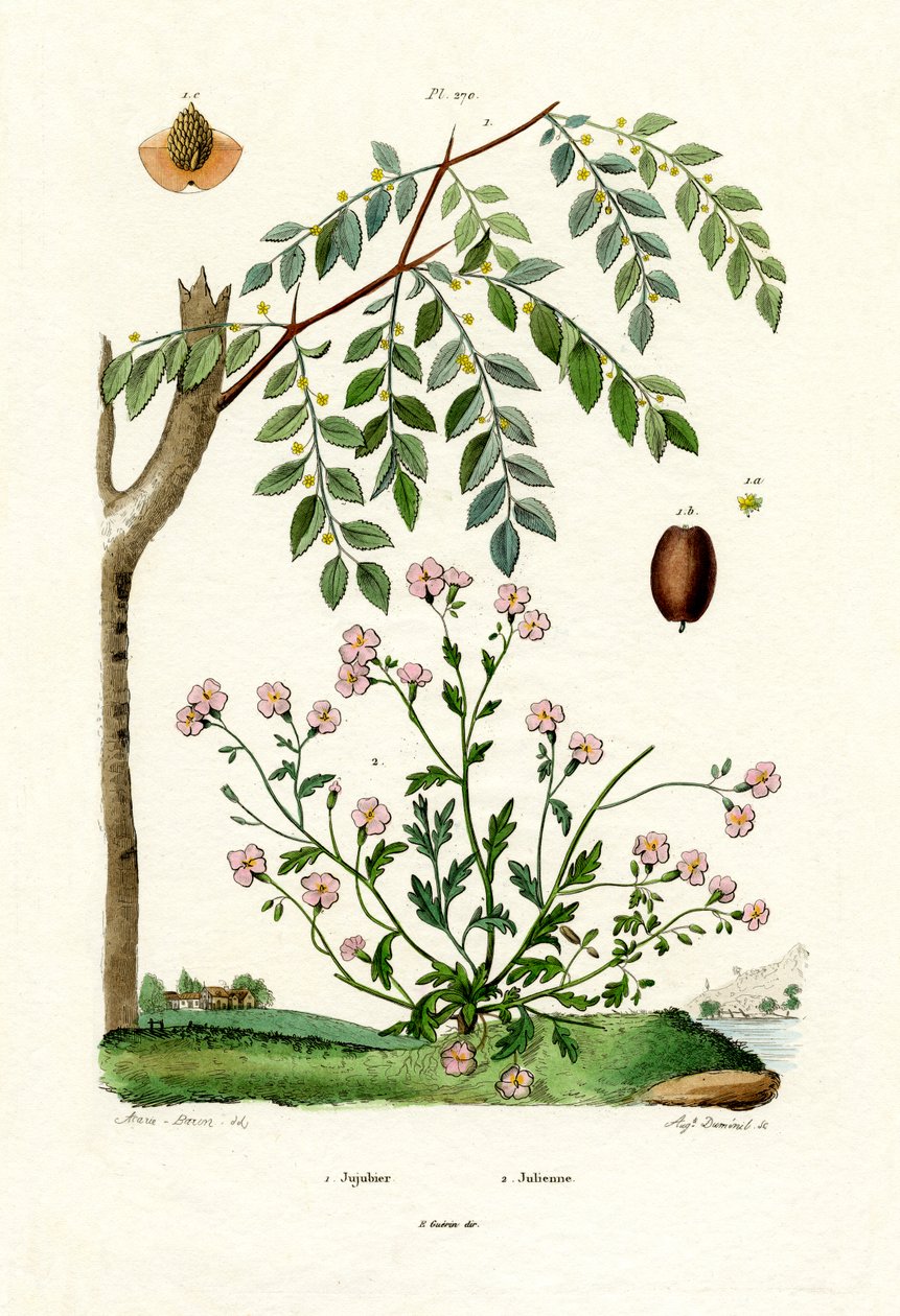 Jujube, 1833-39 autorstwa French School