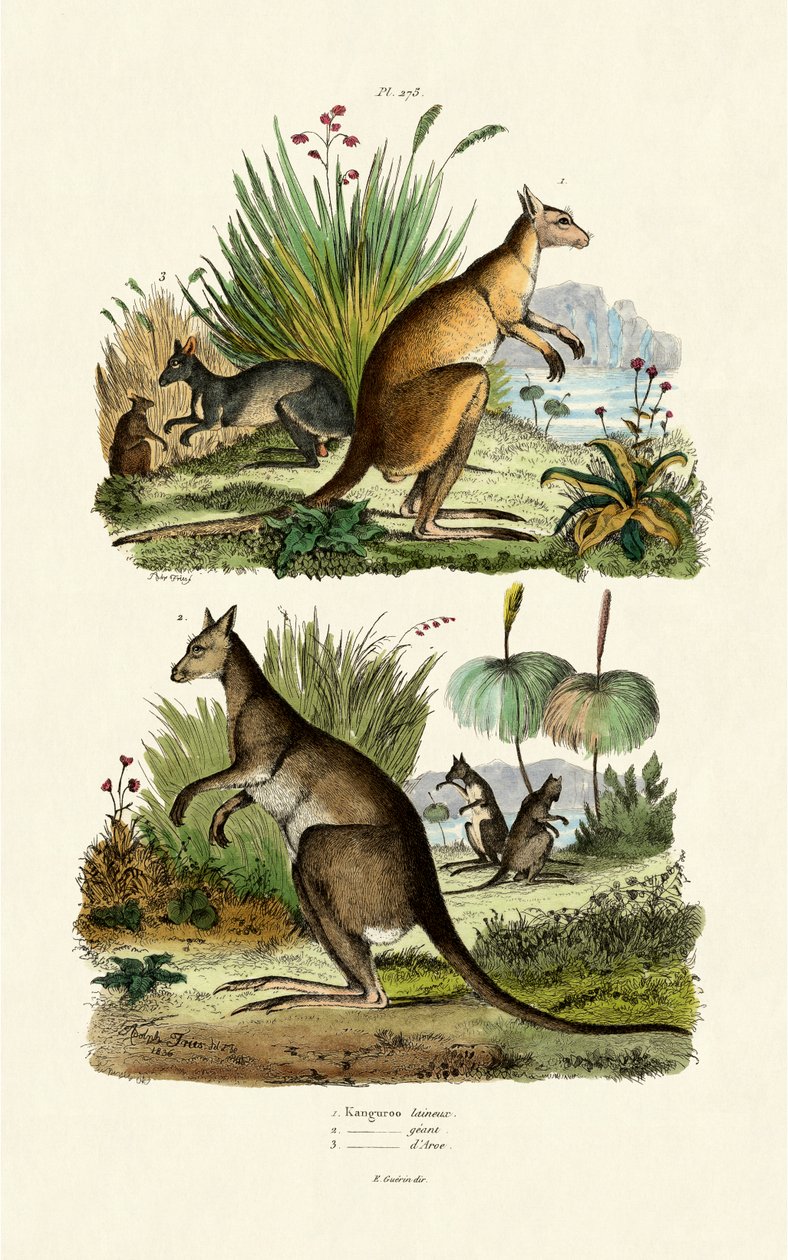 Kangury, 1833-39 autorstwa French School