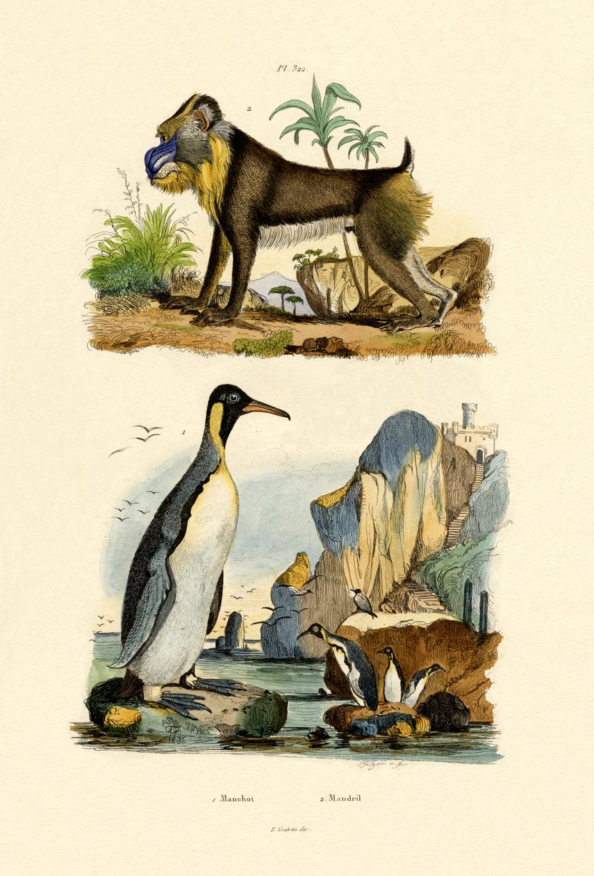 Pingwin królewski, 1833-39 autorstwa French School