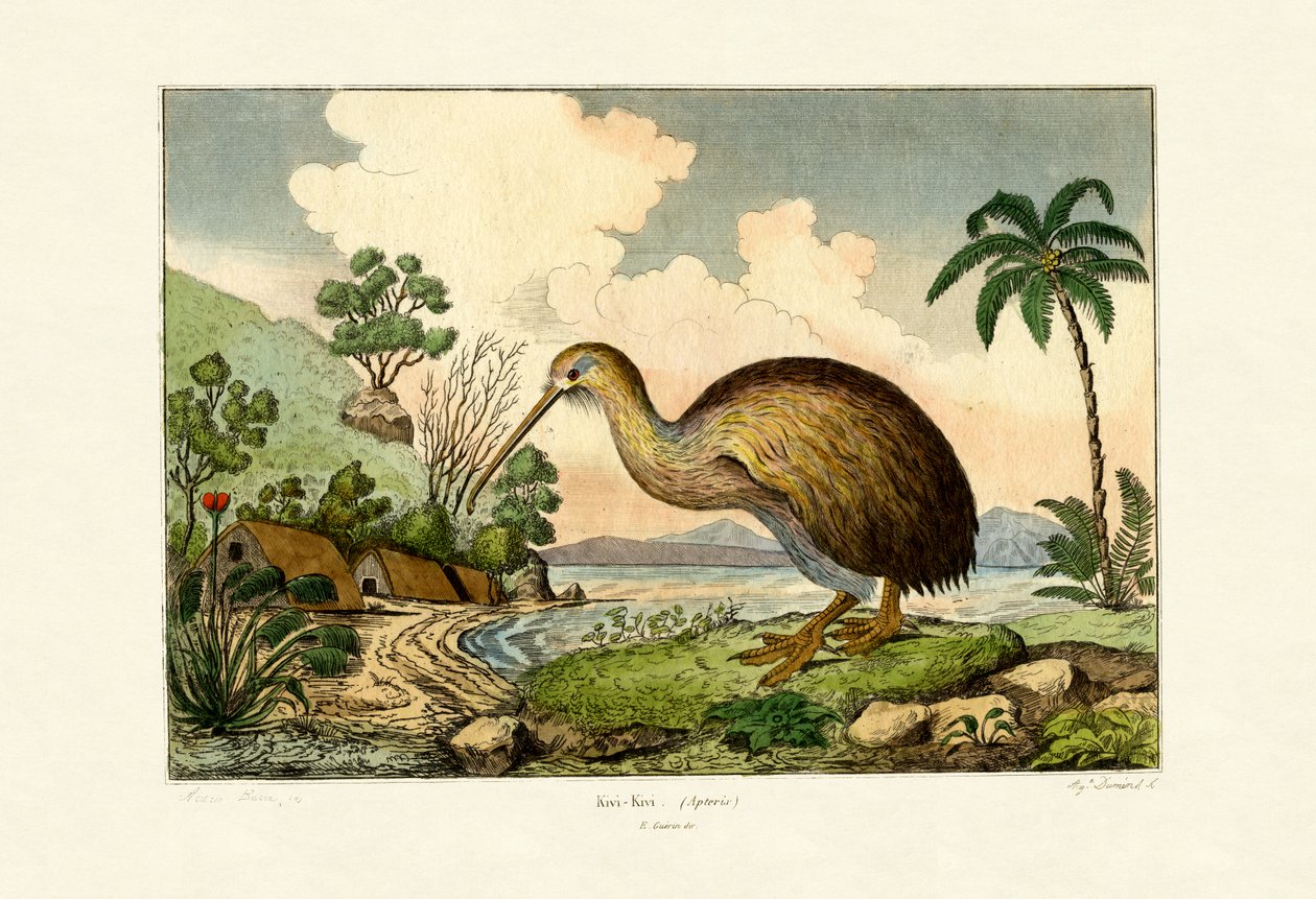 Kiwi, 1833-39 autorstwa French School