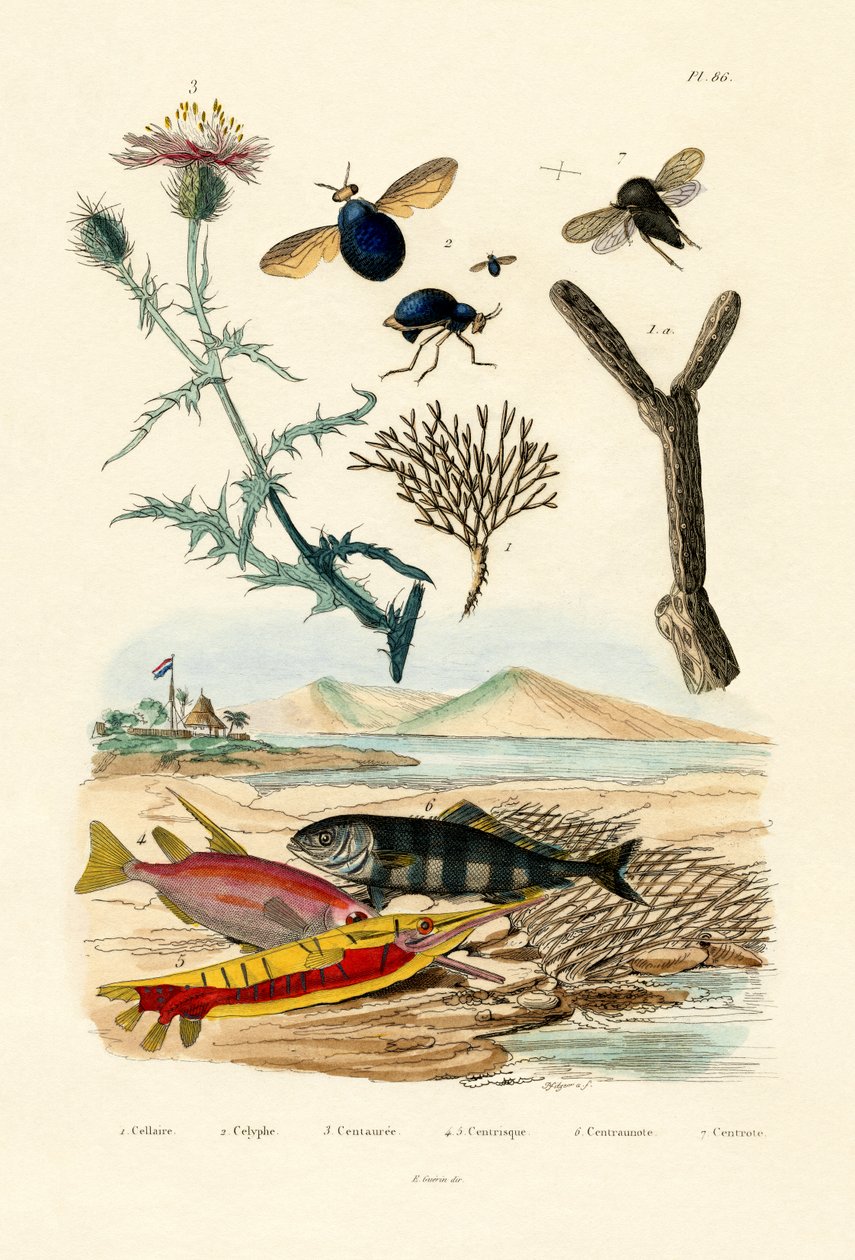 Knappweed, 1833-39 autorstwa French School