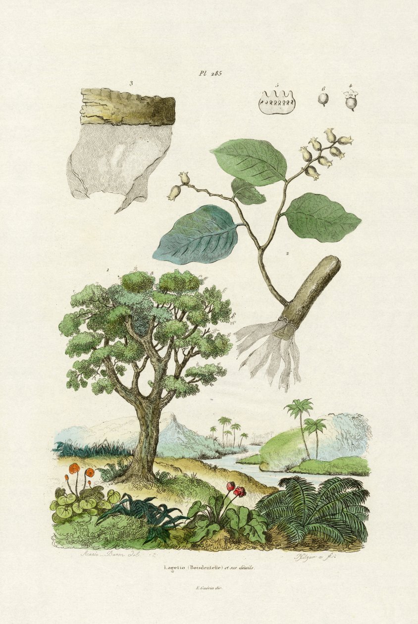 Drzewo koronkowe, 1833-39 autorstwa French School