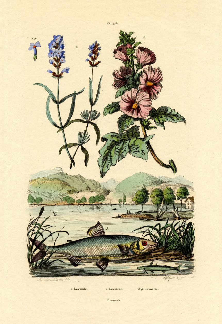 Lawenda, 1833-39 autorstwa French School