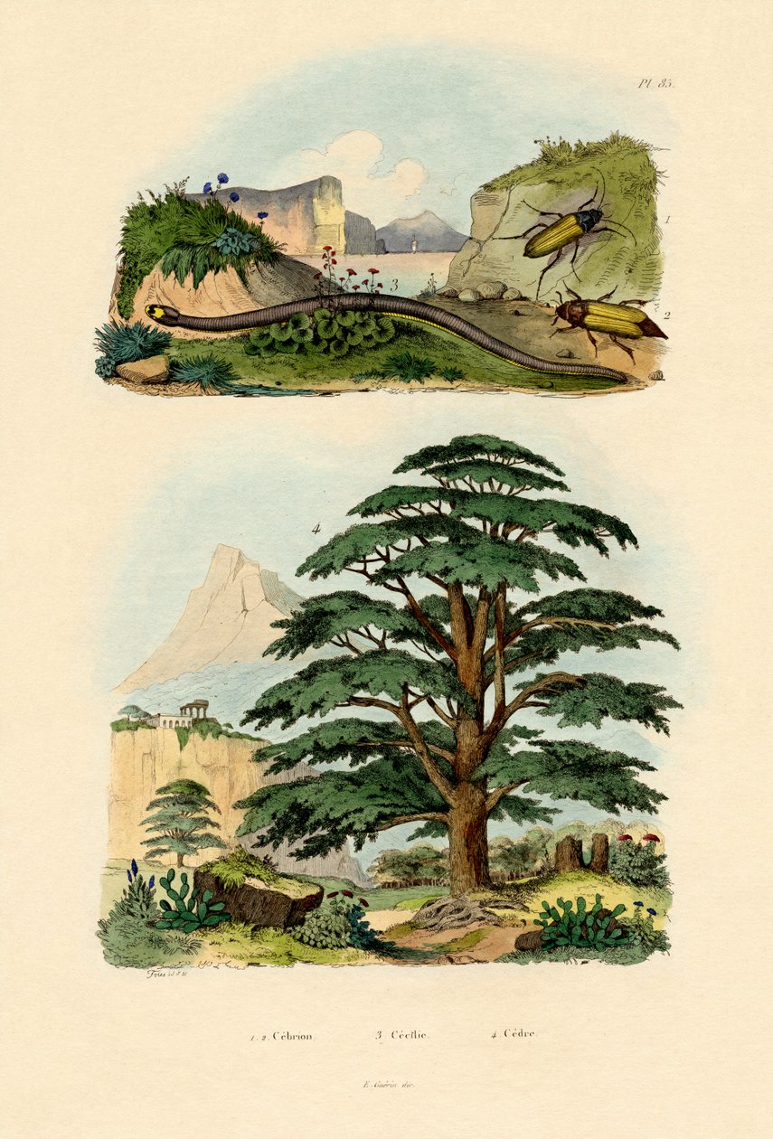Cedr libański, 1833-39 autorstwa French School