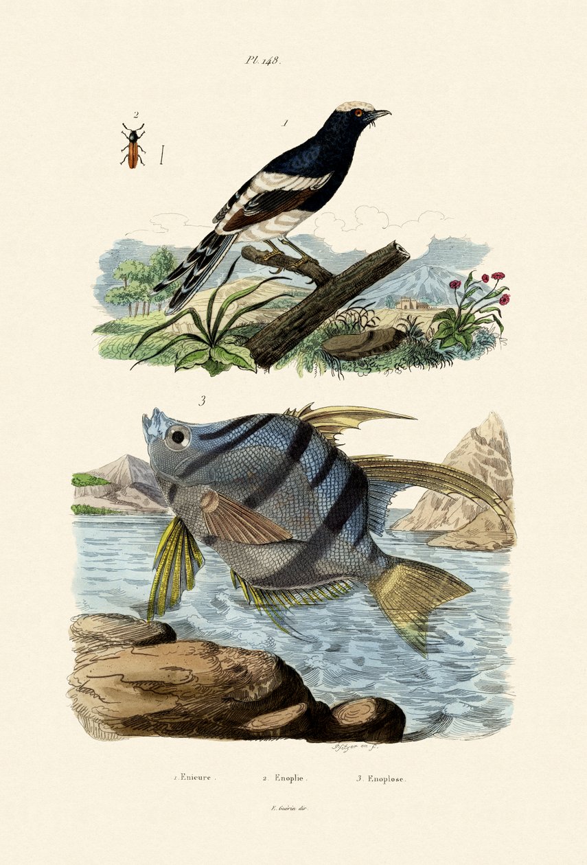 Mały widłogon, 1833-39 autorstwa French School