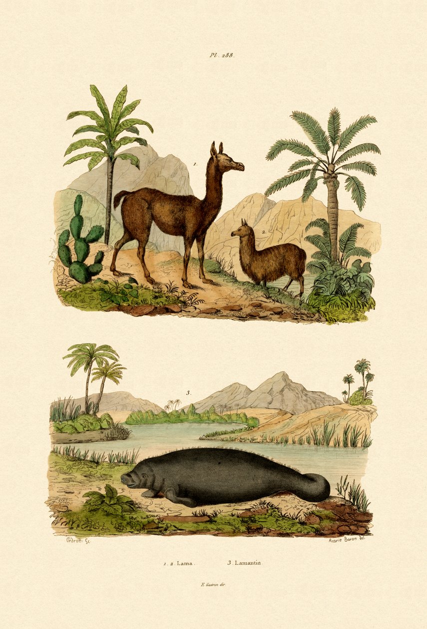 Lama, 1833-39 autorstwa French School