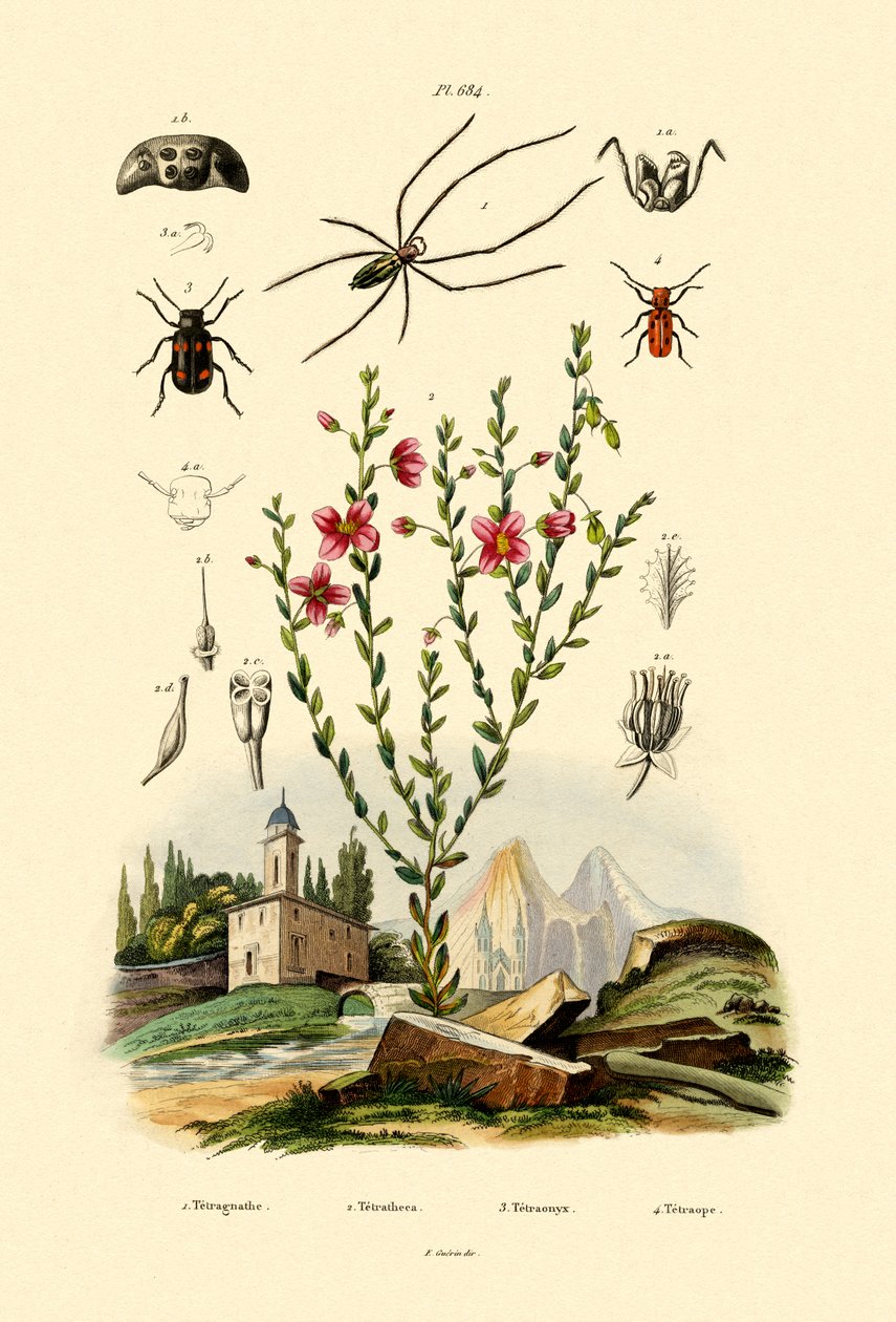 Pająk o długich szczękach, 1833-39 autorstwa French School
