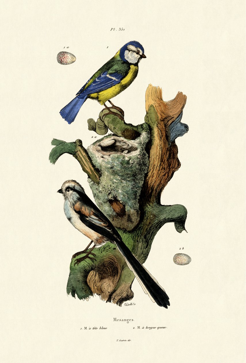 Sikora długoogoniasta, 1833-39 autorstwa French School