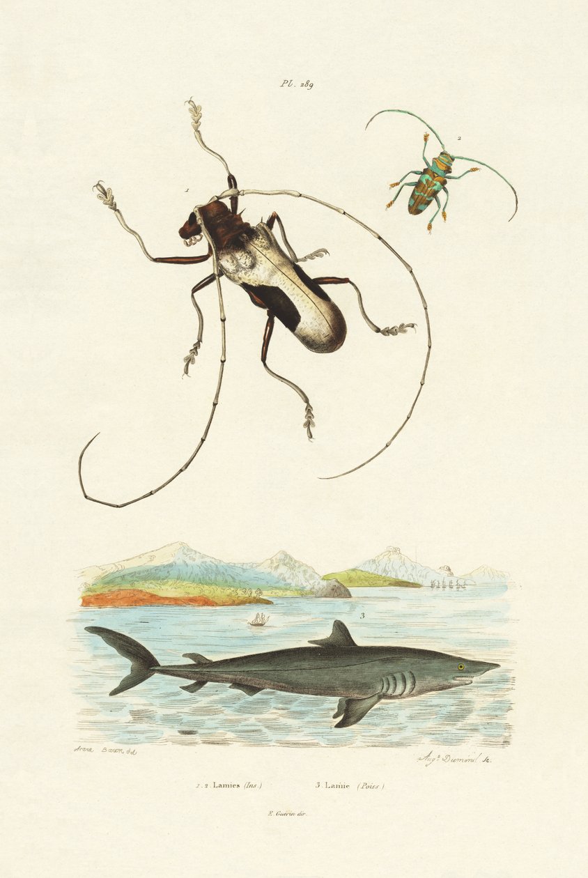 Chrząszcze Longhorn, 1833-39 autorstwa French School